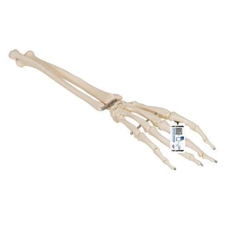 3B SCIENTIFIC Hand Skeleton ulna and radius - w/ 3B Smart Anatomy 1019370